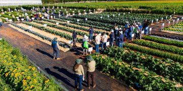 Genética avançada e biológicos impulsionam a sustentabilidade na horticultura brasileira