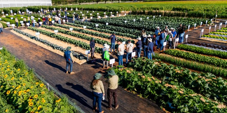 Genética avançada e biológicos impulsionam a sustentabilidade na horticultura brasileira